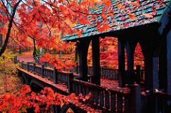 Autumn Bridge by Indy Kethdy 